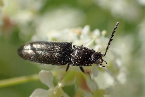 Réf. 248 232 : Limonius sp.